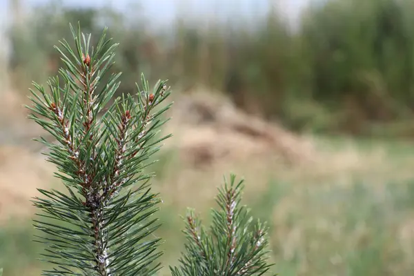 Top of evergreen Christmas tree photo from side macro blurred background in summer photo