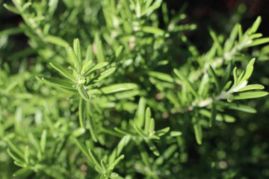 Baharda, yeşil taze biberiye güneş makro fotoğrafının altında yetişir.