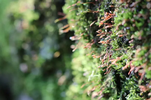 A closeup view of terrestrial plant moss growing on a tree trunk, adding a lush, green layer to the bark of an evergreen conifer