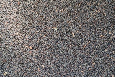 Dağınık küçük haşhaş tohumlarının yakın çekimi. Bir sürü haşhaş tohumu makrofotoğrafçılığı.