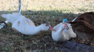 Genç ördekler güneşli bir yaz günü videosunda gölgede kavga ediyorlar.