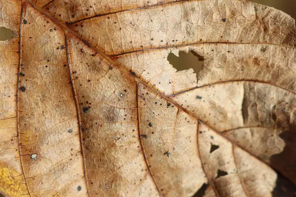 Macro image of a deciduous tree leaf showing intricate patterns of holes caused by plant pathology. The leaf is a terrestrial plant part