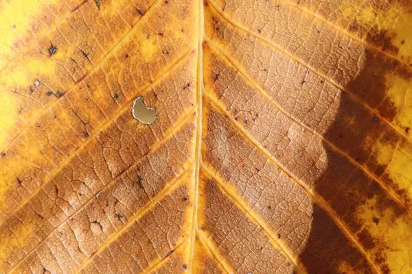 A close up picture of a deciduous brown leaf with a yellow tint, showing a hole in it. The leaf belongs to a terrestrial plant, possibly a tree or grass, with a woody trunk and twig