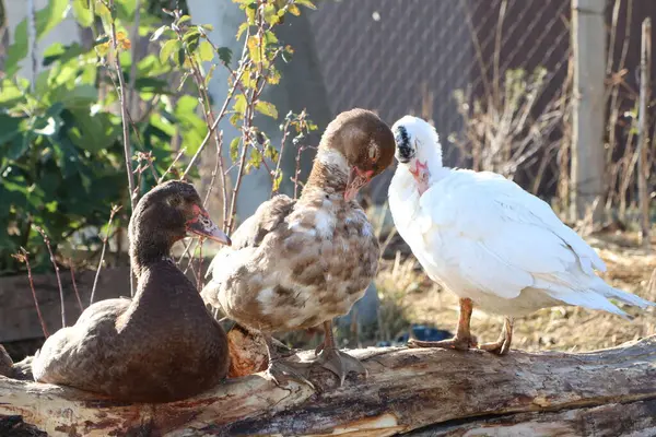 Three ducks with distinctive beaks, part of the Galliformes family, are perched on a log near the water. These waterfowl, along with geese and swans, showcase their feathered adaptation
