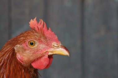 Phasianidae familyasından gagası açık ve görünür bir horoz resmi. Bu Galliformes kuşu renkli tüyleriyle tanınır ve yaygın bir kümes hayvanı türüdür.