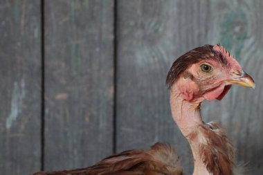 Phasianidae familyasından uçamayan bir kuşun yakın çekimi. Uzun boyunlu ve gagalı bir Galliformes tarikatı. Ahşap bir duvarın önünde duruyor.