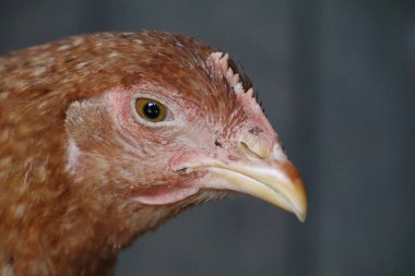 Sarı gagası ve kendine özgü Phasianidae özellikleriyle bir tavuğun kafasının yakından görünüşü. Bu Galliformes kuşu kümes hayvancılığında popüler bir seçim.