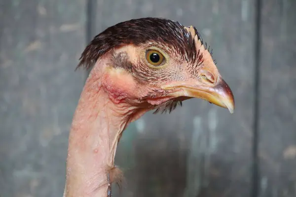 An upclose shot of a turkeys head, a bird from the Phasianidae family in the Galliformes order. A terrestrial, flightless bird often kept as poultry, in the wild or domesticated