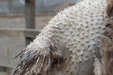 Bir devekuşunun çıplak sırtı ve kuyruğu. Çiftlik fotoğrafındaki tüm tüyler devekuşunun sırtından ve kuyruğundan düştü.