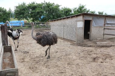 Yazın bir çitin yakınındaki bir çiftlikte, bulutlu hava fotoğrafında, ağaçların arka planında iki devekuşu.