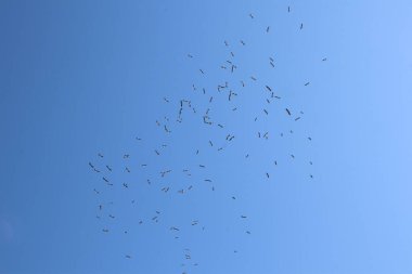Birçok büyük leylek kuşu yaz fotoğrafında açık mavi gökyüzünde daireler çiziyor.