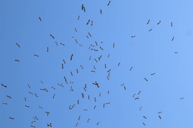 Birçok büyük leylek kuşu yaz fotoğrafında açık mavi gökyüzünde daireler çiziyor.