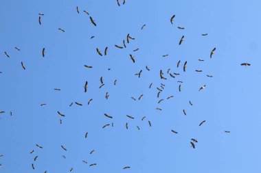 Birçok büyük leylek kuşu yaz fotoğrafında açık mavi gökyüzünde daireler çiziyor.