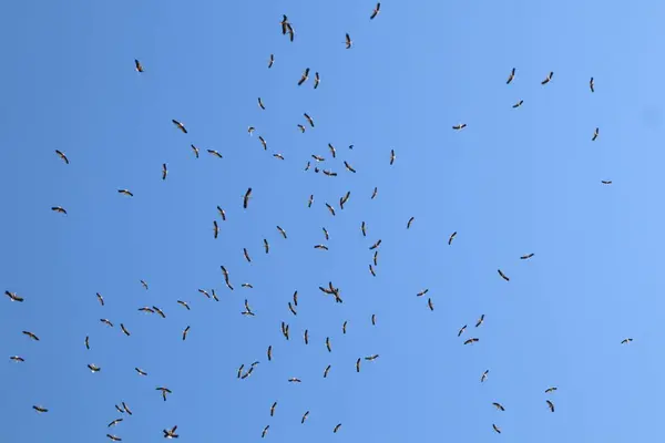 Birçok büyük leylek kuşu yaz fotoğrafında açık mavi gökyüzünde daireler çiziyor.