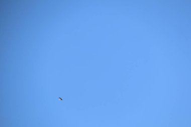 Açık mavi gökyüzünde süzülen yalnız bir kuş özgürlüğü, huzuru ve huzuru sembolize eder. Güzelliği yansıtır.