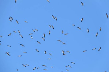 Berrak, mavi bir gökyüzü altında birlikte uçan büyük bir kuş grubu birlik, özgürlük ve ahengi simgeliyor.