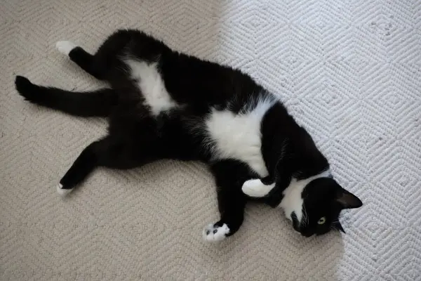 stock image A tuxedo cat is leisurely laying on a soft carpet, comfortably stretching indoors, enjoying a relaxed and cozy moment