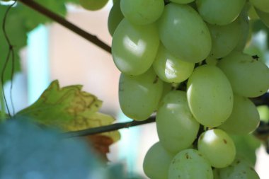 Sarmaşığa asılmış taze yeşil üzümlerin yakın çekimi, güneş ışığıyla yakalanmış. Tarım temaları için mükemmel.