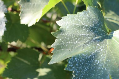 Sabah çiğ, güneş ışığı, gölgeler, dingin ve ferahlatıcı bir sahne yaratan yeşil yapraklar.
