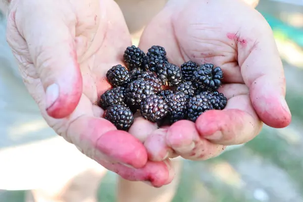 stock image Hands holding freshly picked blackberries, their juicy vibrancy on display in a natural outdoor setting