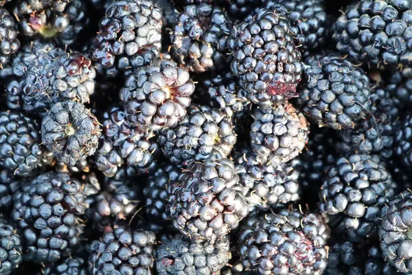 stock image A close-up view of freshly picked blackberries, showcasing their detailed texture and natural appearance.