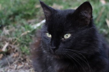 Büyüleyici yeşil gözleri olan çarpıcı bir kara kedi huzurlu bir bahçede uzanıyor, doğal güzellik ve sükuneti somutlaştırıyor.