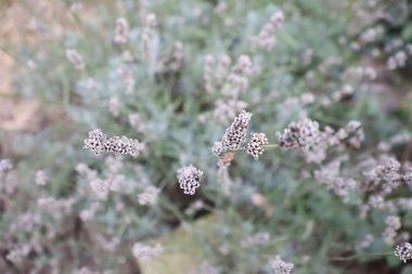 Yumuşak odaklı çiçek açan lavanta çalısına yakın plan. Narin çiçekler ve yeşil yapraklar sergileniyor..