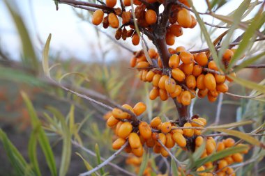 A detailed view of the colorful sea buckthorn berries on a branch, nestled in a natural environment clipart