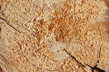 Closeup of weathered tree surface with intricate wood grain, cracks, showcasing rustic, aged appearance in detail clipart