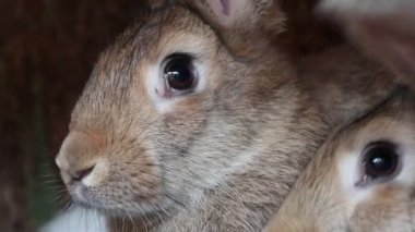 Büyüleyici bir vahşi yaşam ortamında sevimli ifadeleri ve kürkleri olan iki kahverengi tavşanın yakın çekim videosu.