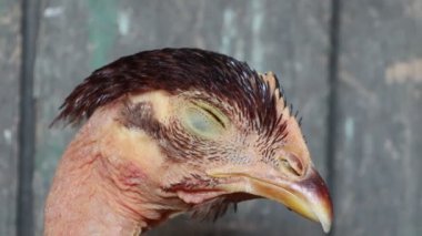 Kırsal bir ahır arka planına karşı gözleri kapalı bir tavuğun detaylı görüntüsü. Çiftlikle ilgili içerik için mükemmel.