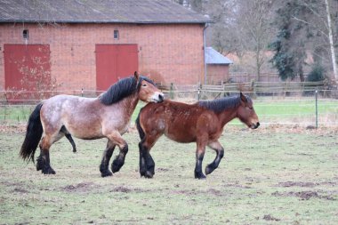 İki at, biri gri, biri kahverengi. Kırmızı tuğlalı bir binanın yakınındaki yemyeşil bir çayırda günün tadını çıkarıyorlar..