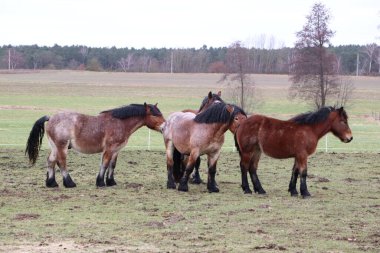 Dört at, bir sonbahar sabahı sakin bir tarlada huzur içinde otlar ve huzurlu bir doğa manzarası yaratır.
