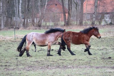 İki zarif at, ağaçlarla, binalarla ve bulutlu gökyüzüyle çevrili kırsal bir alanda zarif bir şekilde koşuyor.