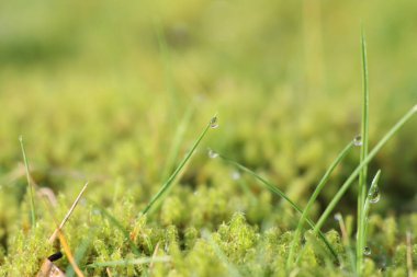 Yakın plan bir fotoğraf yeşil yosun ve otları doğal bir yaşam alanında gösteriyor, ekosistemin ayrıntılı yönlerini vurguluyor.