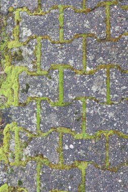 Yeşil yosunlu gri taş bloklar, doğa ve tasarımı güzelce harmanlayan desenli bir desen oluşturur.