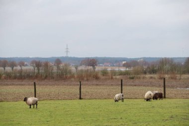 Koyunlar yemyeşil bir çayırda huzur içinde otluyor ve arka planda bulutlu bir gökyüzü var.