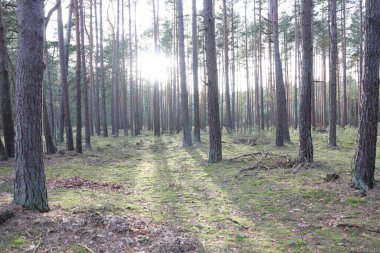 Ağaçlar ve gölgelerle aydınlatılmış orman yolu, doğa, huzur ve huzur temalı projeler için mükemmel..