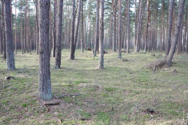 Uzun çam ağaçları, yosunlu zemin ve benekli güneş ışığı olan sakin bir orman hayal edin. Huzurlu bir doğa ortamı yaratıyor.