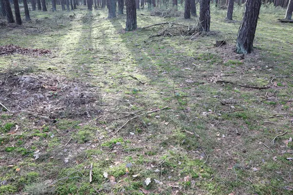 Güneş ışığının uzun ağaçların arasından parladığı sakin bir orman zemininde gölgeler huzur verici bir sahne yaratıyor.