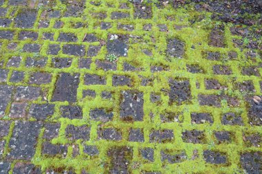 Yeşil yamalı yosun kaplı taş kaldırım, doğal doku, doğa ve doku temaları için ideal.