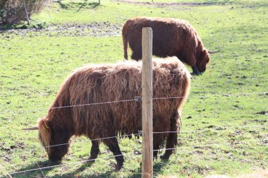 İki İskoç ineği güneşli bir çitle çevrili bir alanda huzur içinde otluyor ve sakin kırsal atmosferi kucaklıyor.