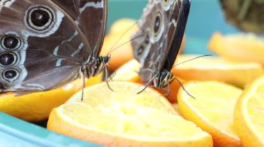 Bu videoda, iki renkli kelebek bir kasedeki portakal dilimleriyle lezzetli bir ziyafet çekiyor. Hareketleri ve canlı kanatları güzelliklerini gösteriyor.