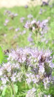 Video, çiçek açan mor çiçeklerden oluşan canlı bir alan içeriyor. Yakın çekimler yoğun bir arı gösteriyor, doğal etkileşim ve uyumu vurguluyor