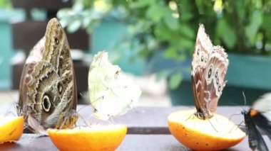Üç canlı kelebek bir masada sulu portakal dilimlerinin etrafında çırpınıyor, güzelliği ve vahşi yaşam ile meyve arasındaki etkileşimi gözler önüne seriyor.