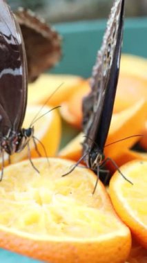 Bu büyüleyici videoda, iki kelebek bir portakal diliminin üzerine tünemiş, özenle meyveden besleniyor, güzelliği ve yaşamı birbirine bağlıyor.