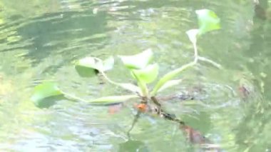 Serin bir gölet zarifçe yüzen çeşitli balıklara ev sahipliği yapar. Canlı bir bitki ortaya çıkar, su yaşamını ve doğayı harmanlayarak, su altı güzelliğini gözler önüne serer.