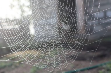 Işıldayan su damlalarıyla süslenmiş bir örümcek ağının detaylı yakın plan görüntüsü. Karmaşık ipliklerin üzerinde incelikle dinleniyor.