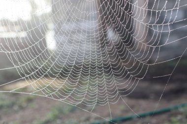 Bu, parıldayan su damlalarıyla süslenmiş narin bir örümcek ağını gösteren ve güzel bir görsel ekran oluşturan yakın plan bir görüntü.
