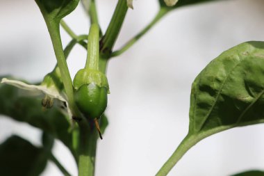 Bu, bitkisinin doğal ortamında büyüyen canlı yeşil biberin yakın bir görüntüsü.
